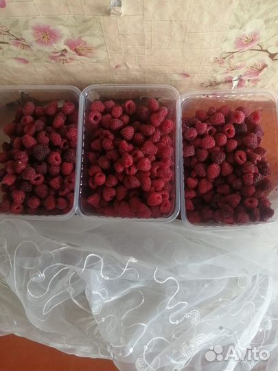 Ремонтантная малина