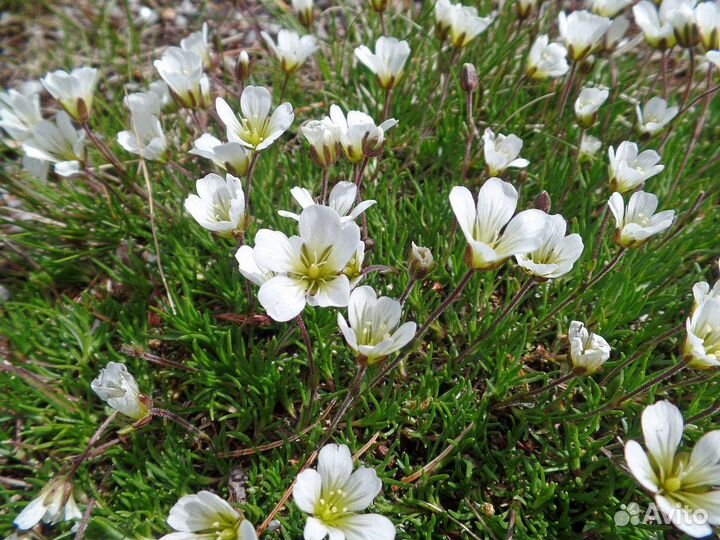 Минуарция арктическая