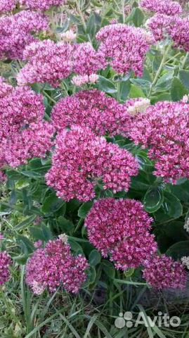 Очиток видный/седум (многолетний)