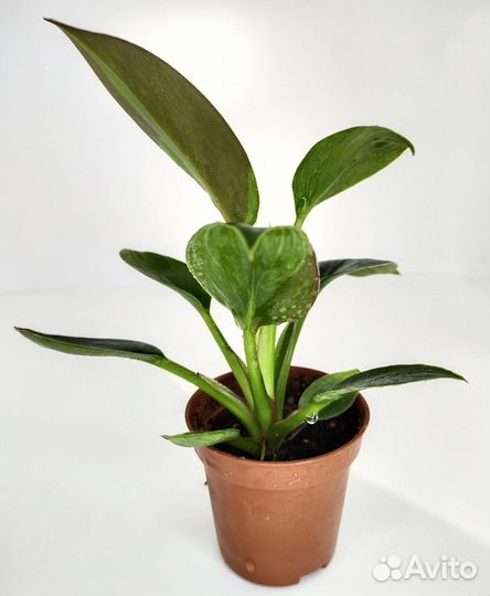 Филодендрон биркин