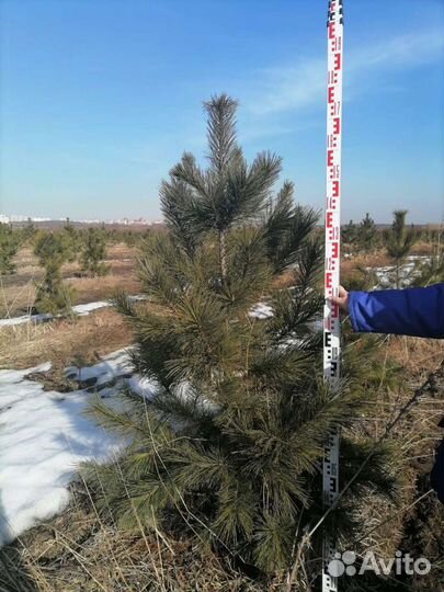 Кедр сибирский