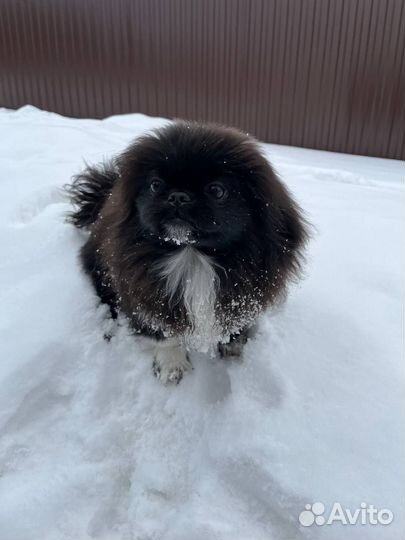 Вязка пекинес девочка