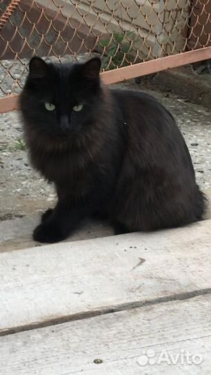 Кошка в дар
