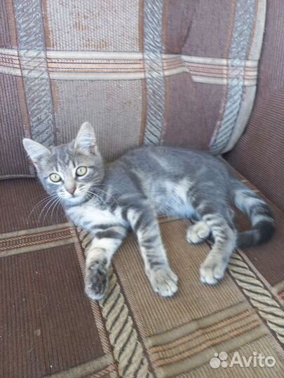 Кошки в добрые руки котята