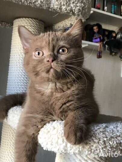 Котята британские шоколад циннамон