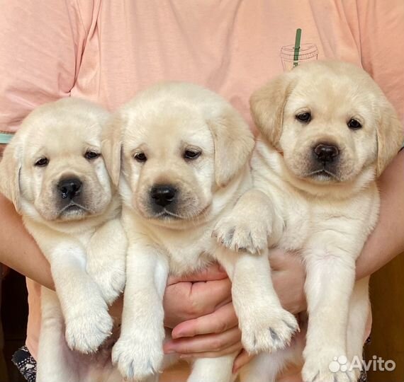 Лабрадор.Щенки