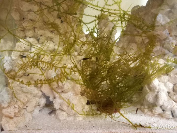 Аквариум, креветочник