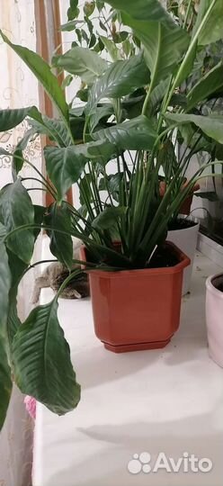 Спатифиллум