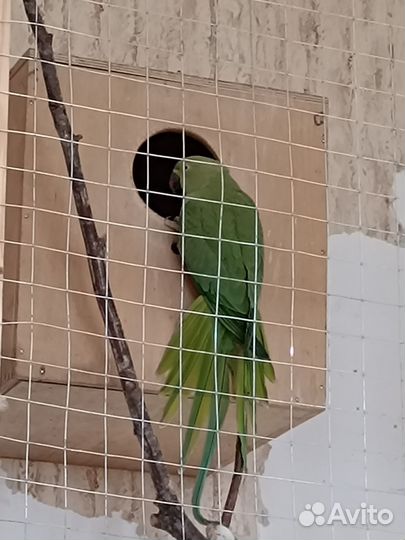 Ожереловый попугай птенец