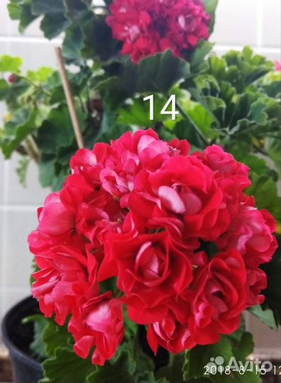 Пеларгонии сортовые