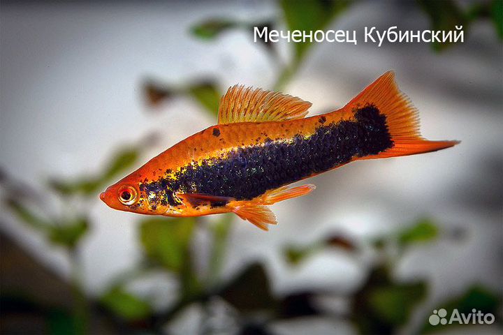 Меченосцы