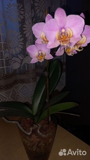 Орхидея фаленопсис