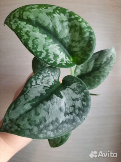 Сциндапсусы и эпипремнумы