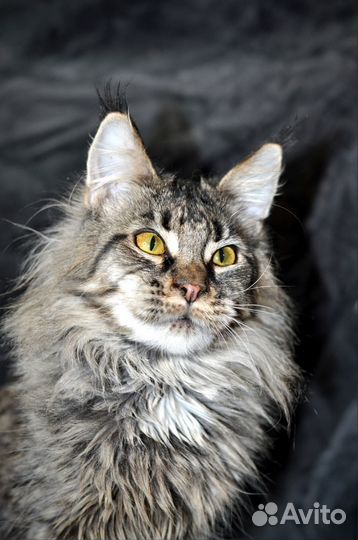 Мейн-кун девочка