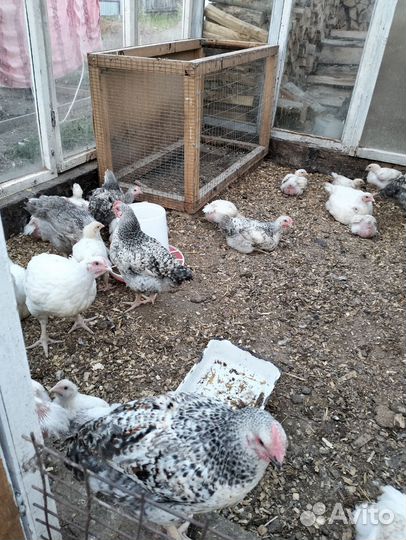 Куры молодки