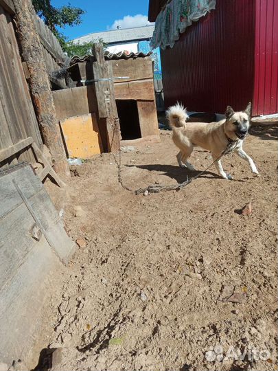 Собака в добрые руки отдам бесплатно