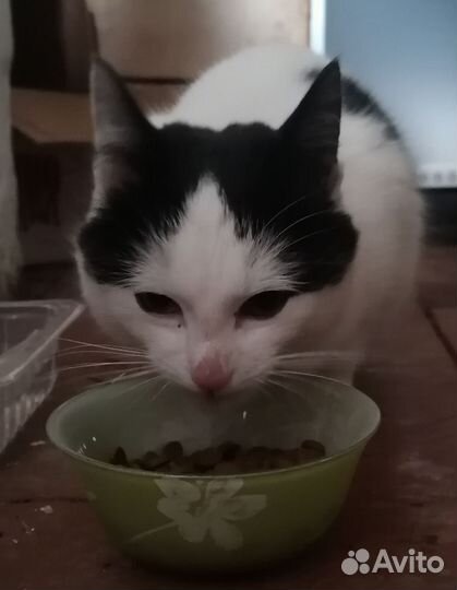 Кошке нужна помощь