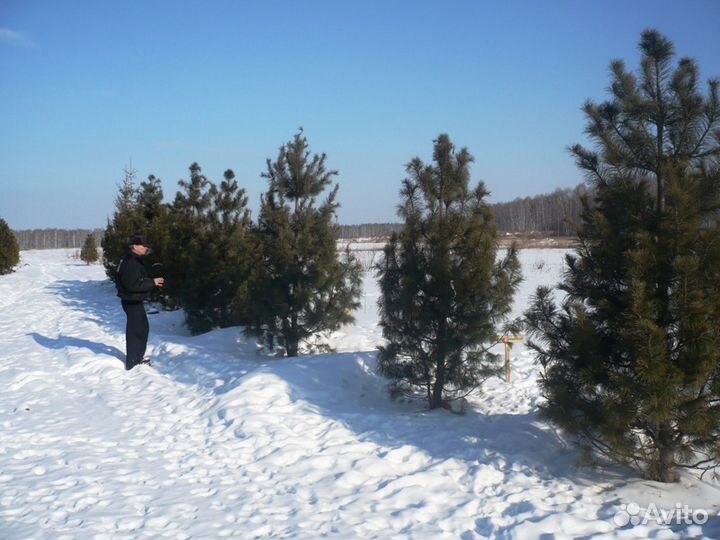 Озеленение