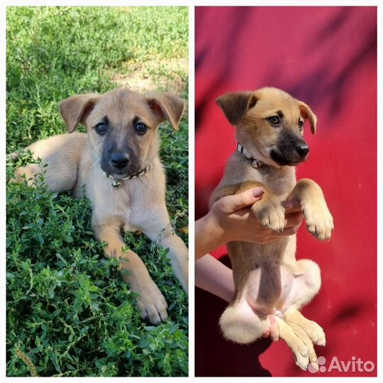 Ласковый щенок бесплатно в дар