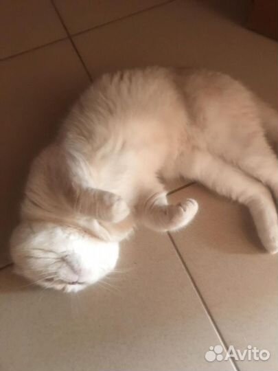 Шотландский кот на вязку