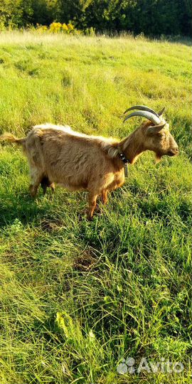 Коза дойная