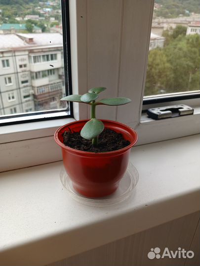 Денежное дерево толстянка