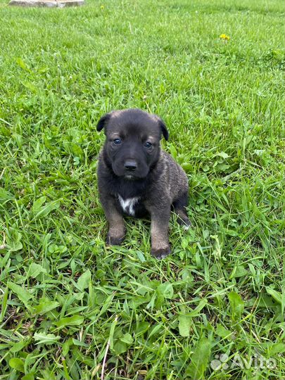 Собака Балкарской породы