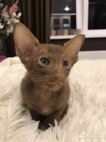 Циннамончики