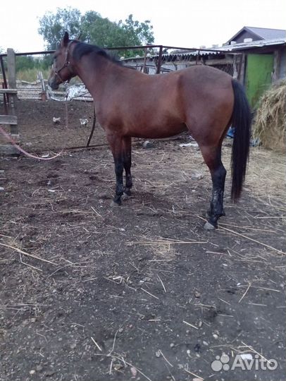 Кобыла обмен