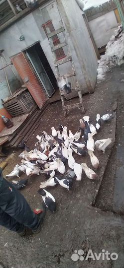 Продам голубей
