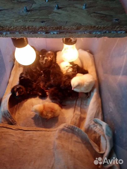 Цыплята от кур мясоичной породы