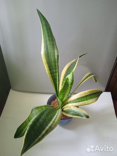 Сансевиерия сортовая Футура Голд,доставка