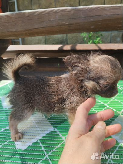 Чихуахуа мини мальчик