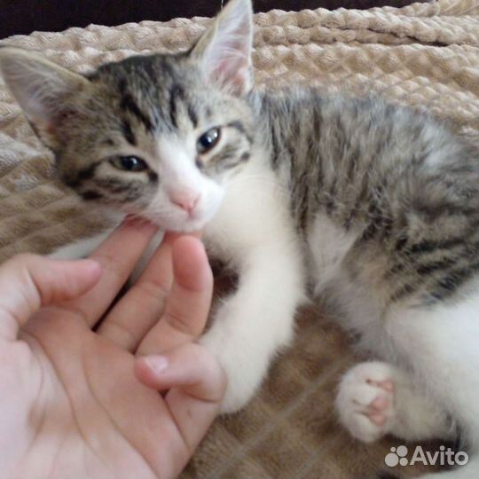 Котик