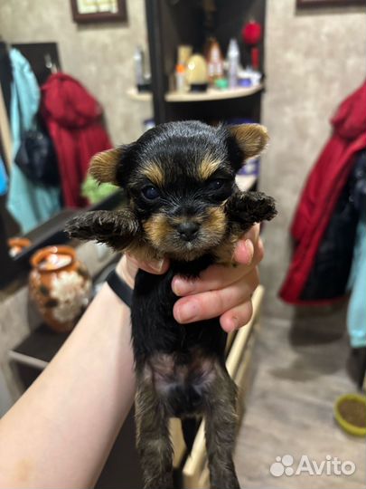 Йоркширский терьер