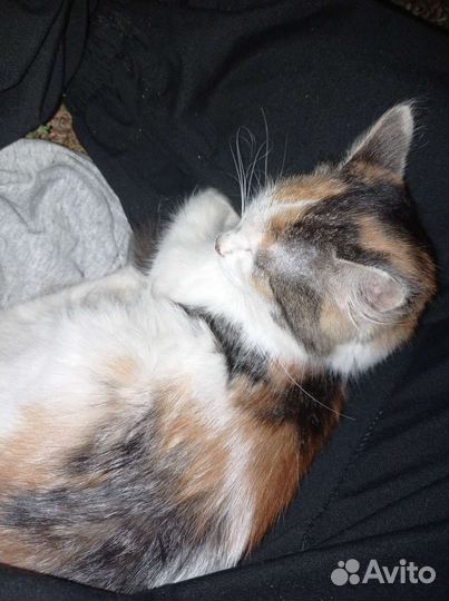 Котенка в добрые руки, девочка