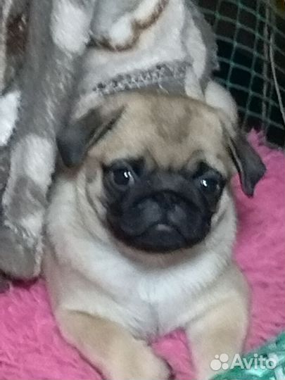 Щенки мопса