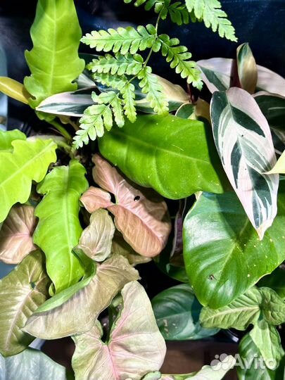 Редкие домашние растения