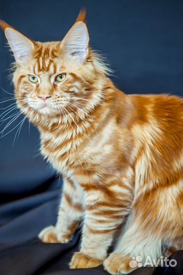 Мейн кун Вязка