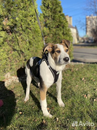 Щенок мальчик 4 мес