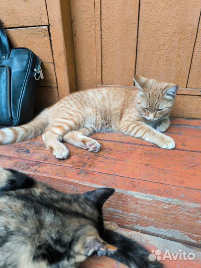 Котик в добрые руки