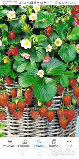 Рассада земляники