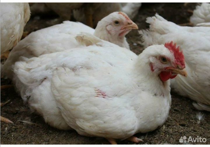 Куры бройлеры тушки мясо