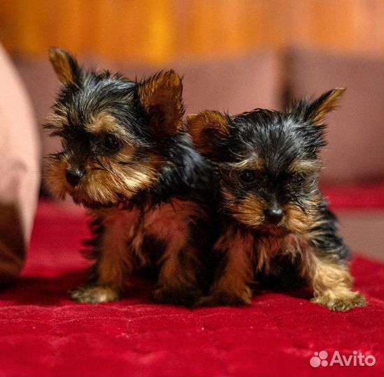 Йоркширский терьер