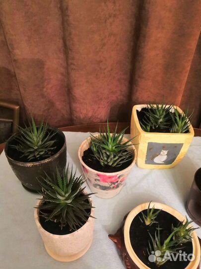 Живые цветы в горшках