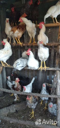 Куры петухи бараны