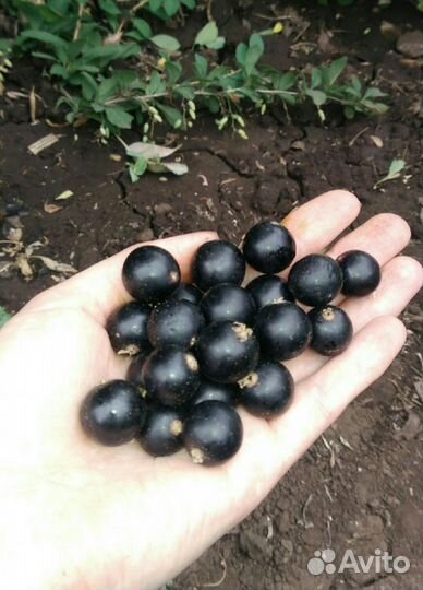 Саженцы чёрной смородины
