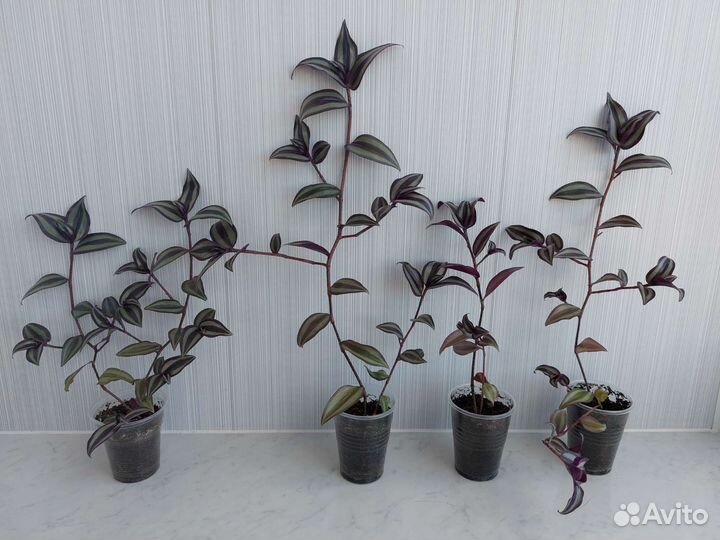 Традесканция Зебрина