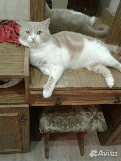 Кот Степан