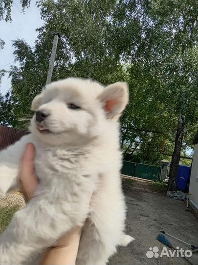 Щенки самоеда